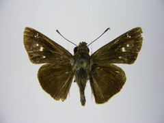 Torbenlarsenia gemella