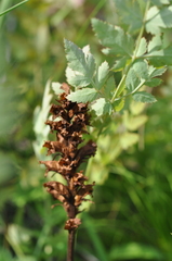 Orobanche alsatica