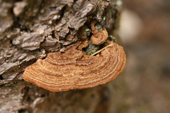 Porodaedalea