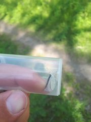 Cupido amyntula