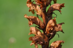 Orobanche alsatica