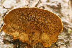 Porodaedalea