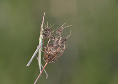 Acrida turrita