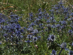 Eryngium bourgatii