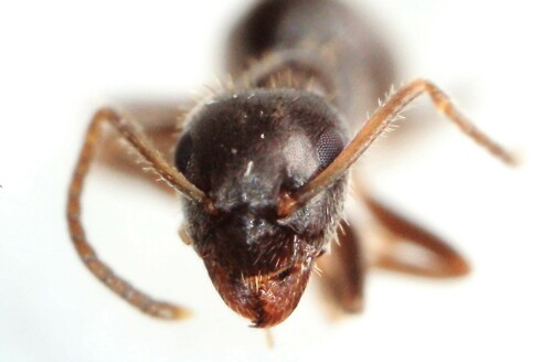 Lasius grandis