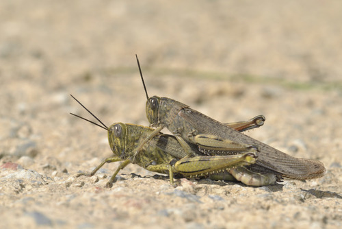 Ägyptische Wanderheuschrecke