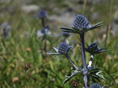 Eryngium bourgatii