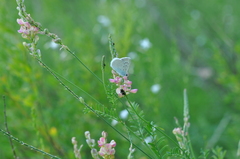 Polyommatus daphnis