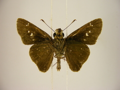 Torbenlarsenia gemella