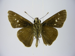 Torbenlarsenia gemella