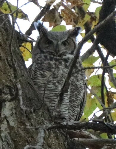 Great Horned Owl photographed in Montana