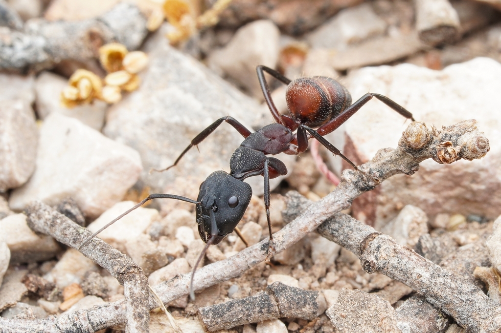 Blood-spotted Sugar Ant
