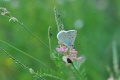 Polyommatus daphnis