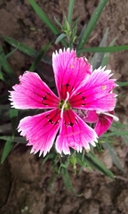 Dianthus deltoides