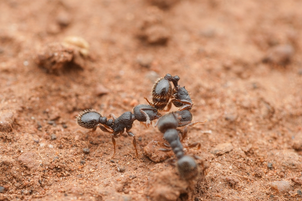 Tetramorium forte