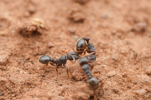 Tetramorium forte