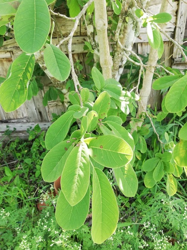 Annona macroprophyllata, photograph 4