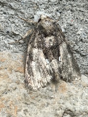 Chytonix
