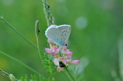 Polyommatus daphnis