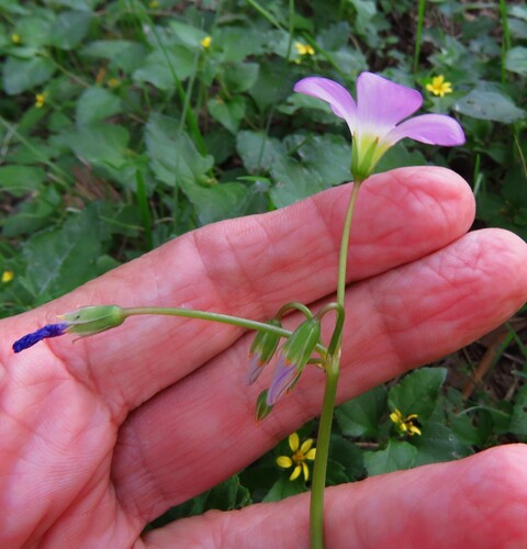 Image of Oxalis drummondii by (c) Annika Lindqvist, some rights reserved (CC BY)