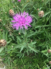 Centaurea jacea