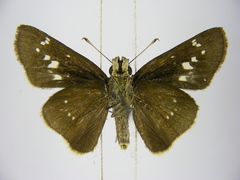 Torbenlarsenia gemella