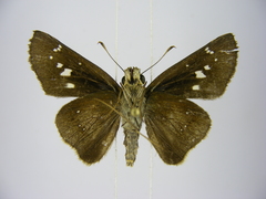 Torbenlarsenia gemella