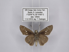 Torbenlarsenia gemella