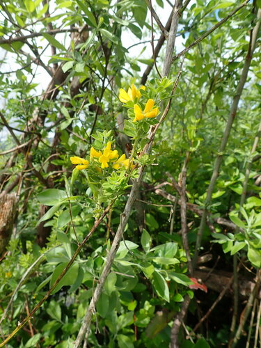 Image of Genista stenopetala by (c) Arnim Littek, some rights reserved (CC BY)