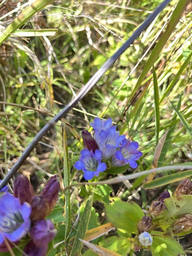 Image of Gentiana catesbaei by (c) harrier, some rights reserved (CC BY)