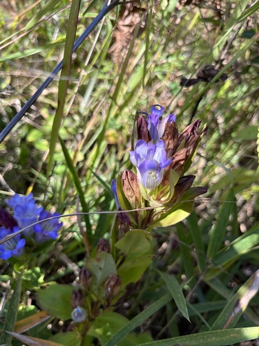 Image of Gentiana catesbaei by (c) harrier, some rights reserved (CC BY)