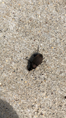 Chlaenius tomentosus