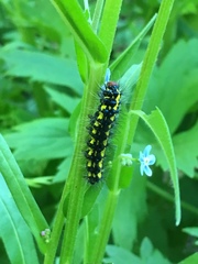 Gnophaela latipennis