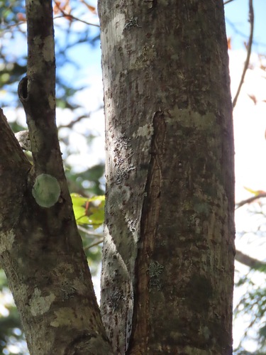 Image of Acer tschonoskii by (c) Marco Mussita, some rights reserved (CC BY)