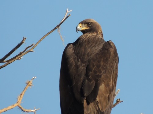 Golden Eagle photographed in Arizona