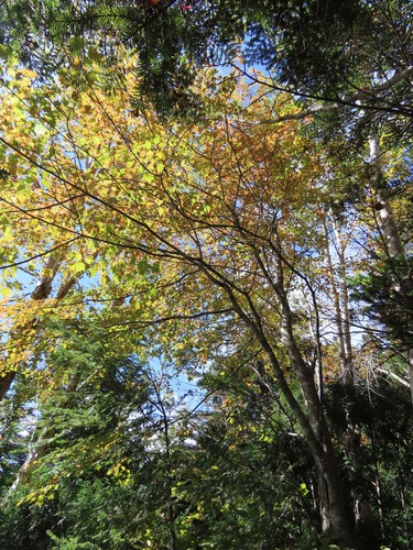 Image of Acer tschonoskii by (c) Marco Mussita, some rights reserved (CC BY)