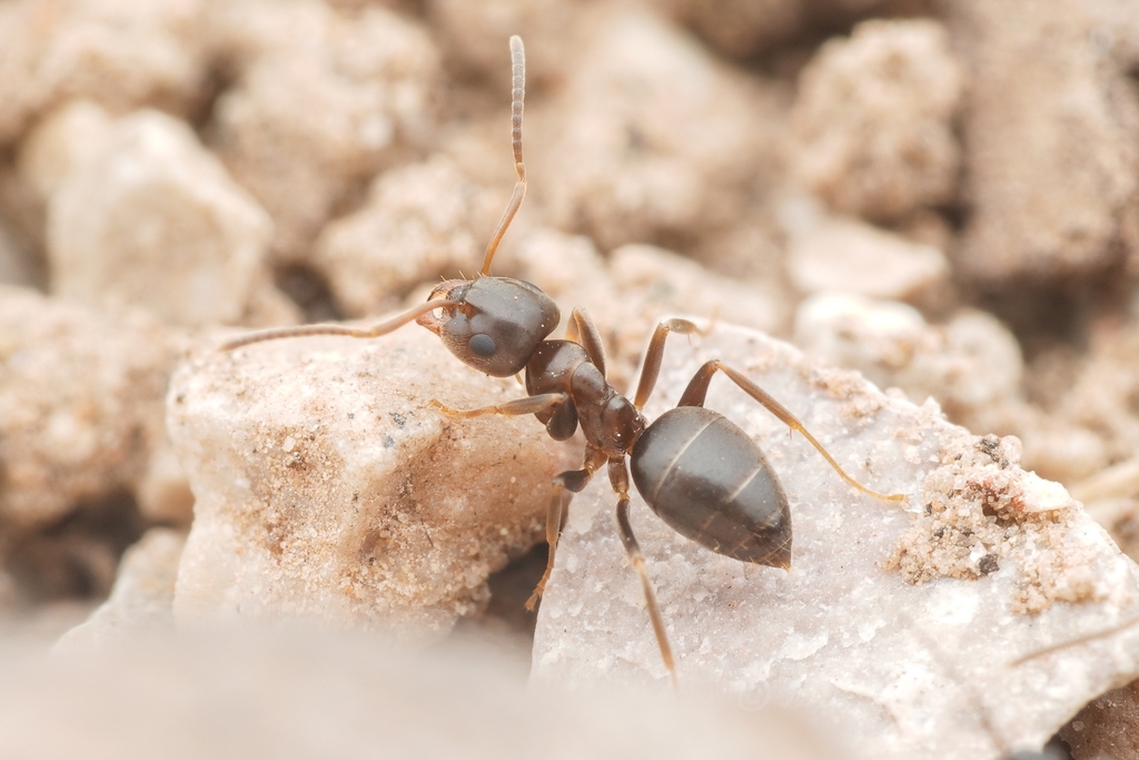 Lasius lasioides