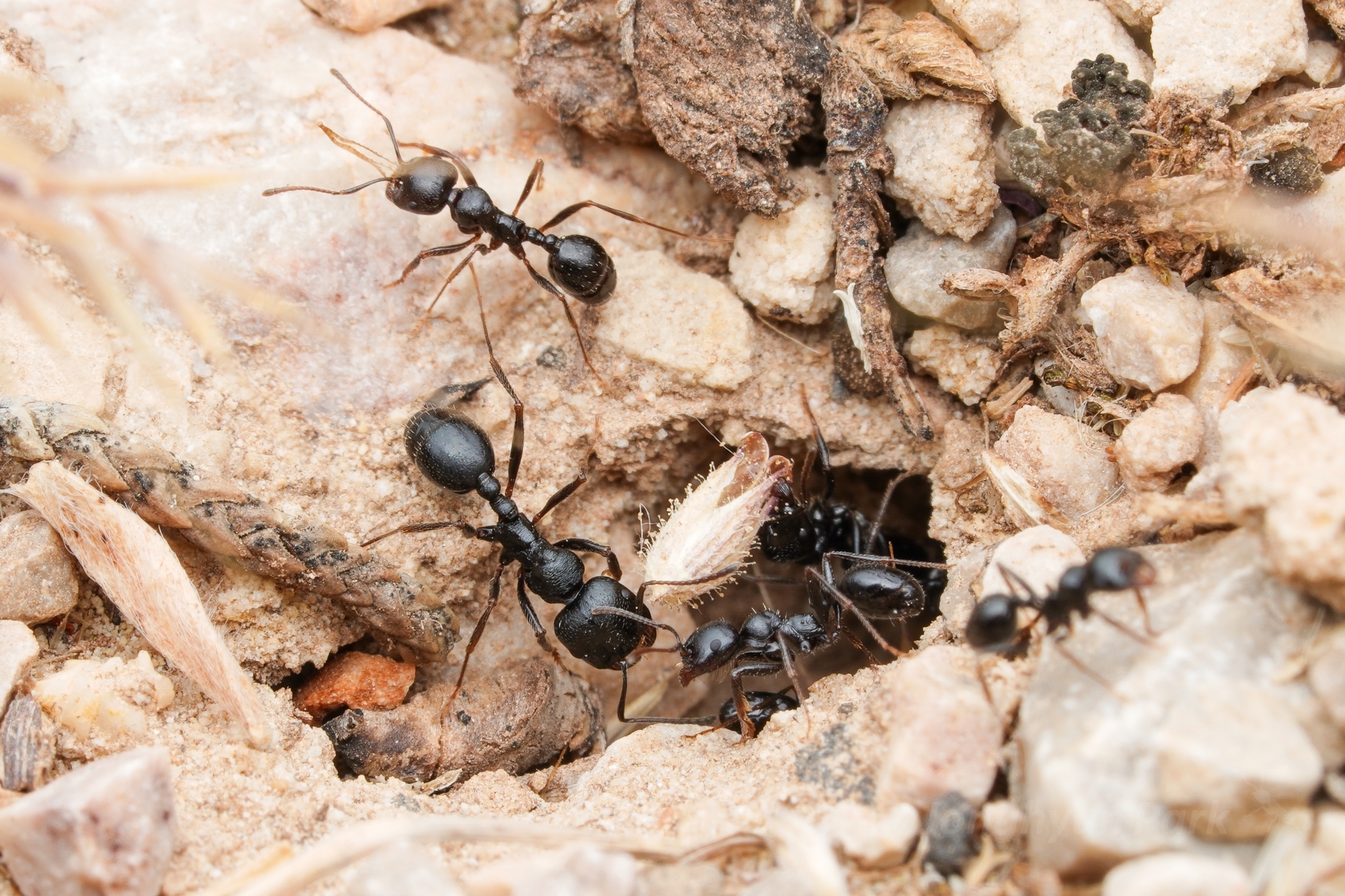 Messor lobicornis