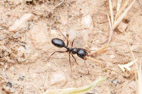 Messor lobicornisMessor lobicornis