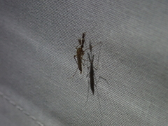 Ochlerotatus