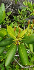 Rhododendron catawbiense