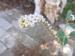 Heliotropium hirsutissimum