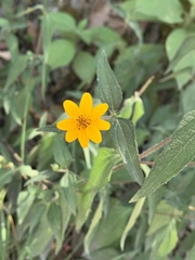 Wedelia acapulcensis