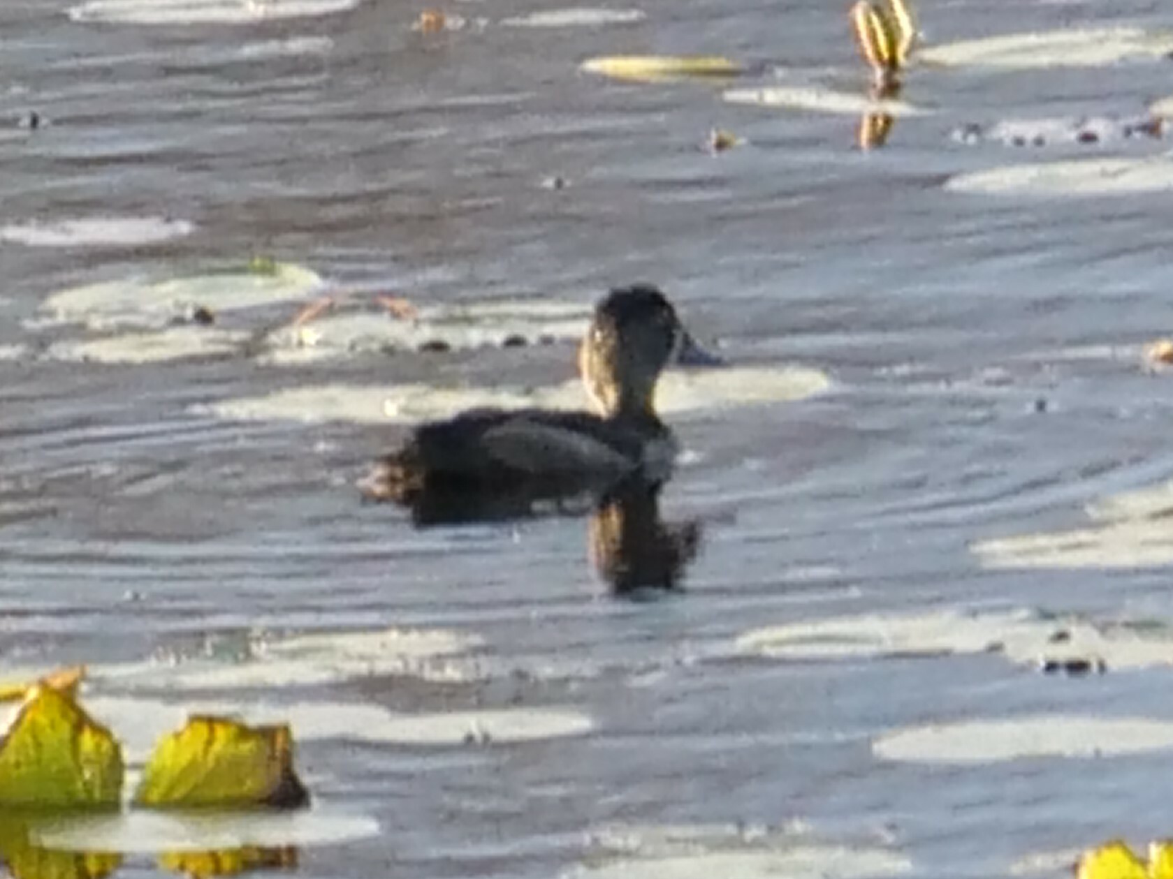 Ring-necked Duck