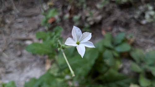 Image of Nicotiana repanda by (c) Joseph Aubert, some rights reserved (CC BY)