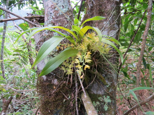 Image of Gomesa planifolia by (c) Victor Farjalla Pontes, some rights reserved (CC BY)