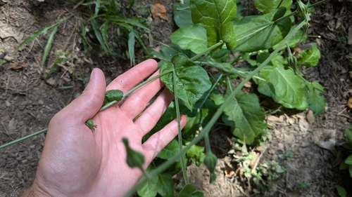 Image of Nicotiana repanda by (c) Joseph Aubert, some rights reserved (CC BY)