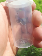 Cupido amyntula