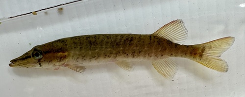 American Pickerel