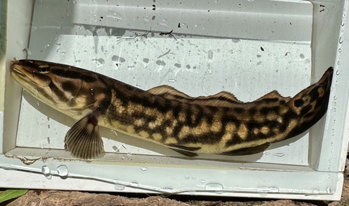 Eyetail Bowfin